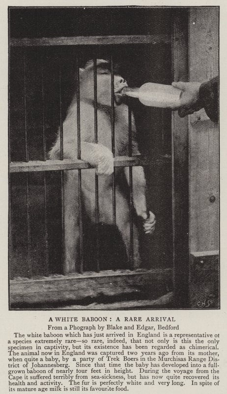 Beyaz Babun, nadir bir varış by English Photographer