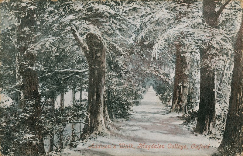 Addisons Yürüyüşü, Magdalen Koleji, Oxford. 1913 yılında gönderilen kartpostal. by English Photographer
