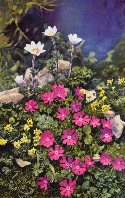 Alp çiçekleri: Draba Aizoides ile Primula Minima (ortada) ve Anemone Baldensis (arkada) (renkli fotoğraf) by English Photographer