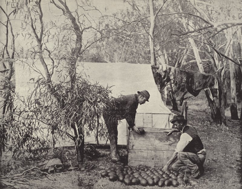 Bir Emu-Eggers Kampı by English Photographer