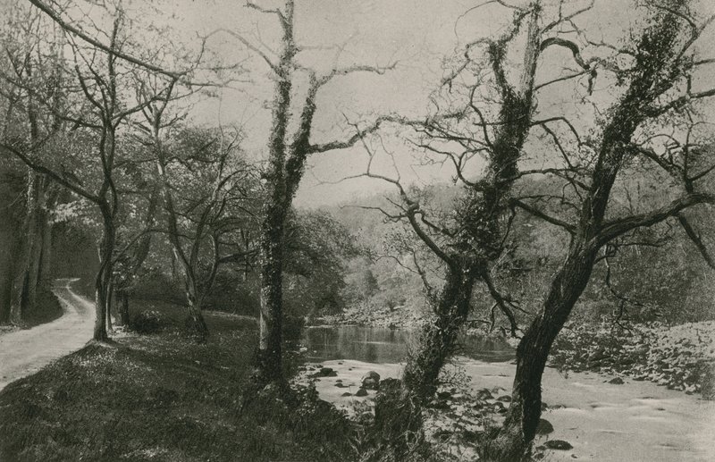 Bolton Ormanları by English Photographer