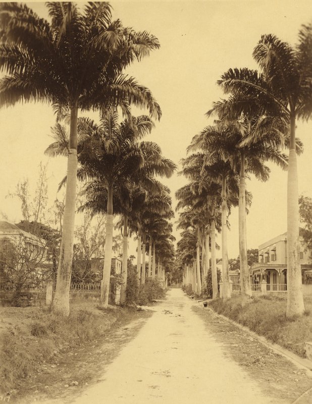 Bridgetown, Barbados, Avuç İçi Bulvarı by English Photographer