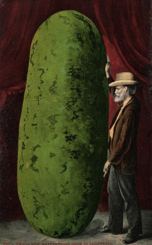 Kaliforniya karpuzu (renkli fotoğraf) by English Photographer