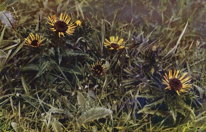 Carline Thistles (fotoğraf) by English Photographer