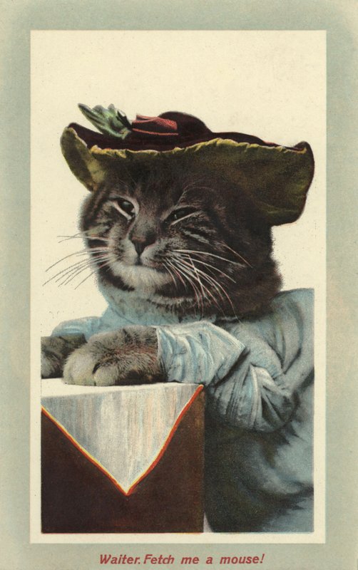 Şapka takan kedi (renkli fotoğraf) by English Photographer