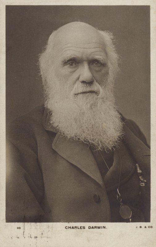 Charles Darwin (1809-1882), İngiliz doğa bilimci by English Photographer