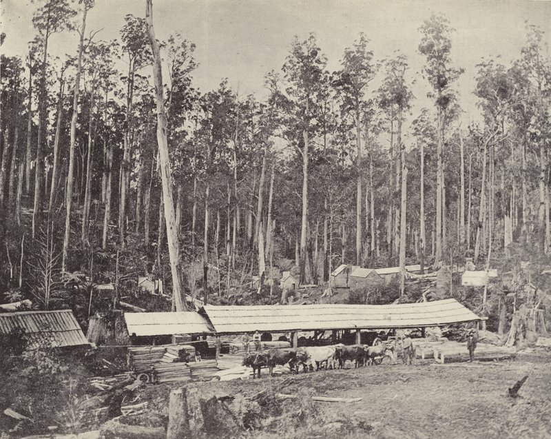 Childers Kereste Fabrikası, Gippsland by English Photographer