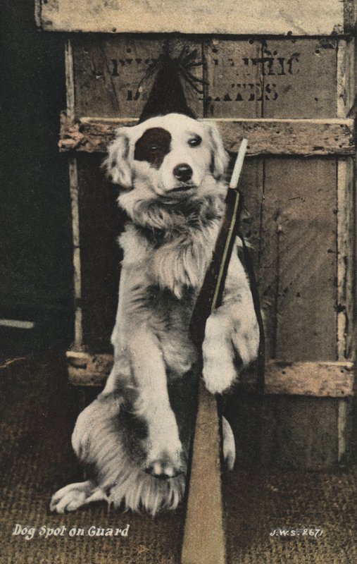 Silah tutan köpek (renkli fotoğraf) by English Photographer