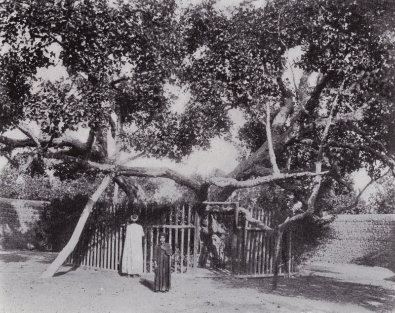 Mısır: Bakire Ağacı (s/b fotoğraf) by English Photographer