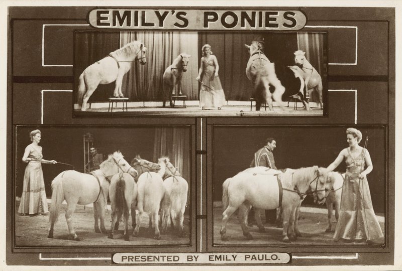 Emily Paulo ve performans gösteren eğitimli midillileri (s/b fotoğraf) by English Photographer