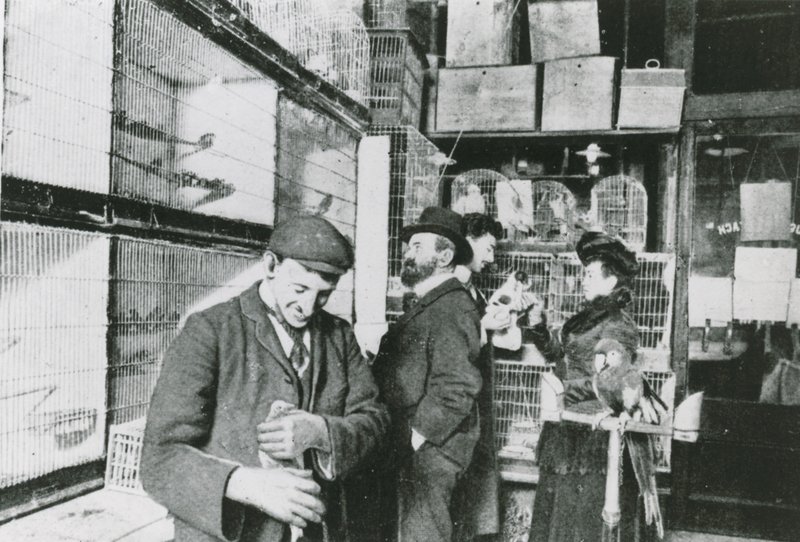 Büyük Portland Caddesi evcil hayvan dükkanı by English Photographer