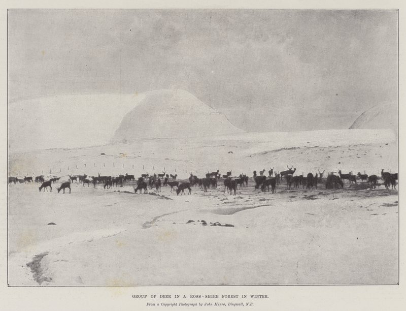 Kışın Ross-Shire Ormanında Geyik Grubu by English Photographer