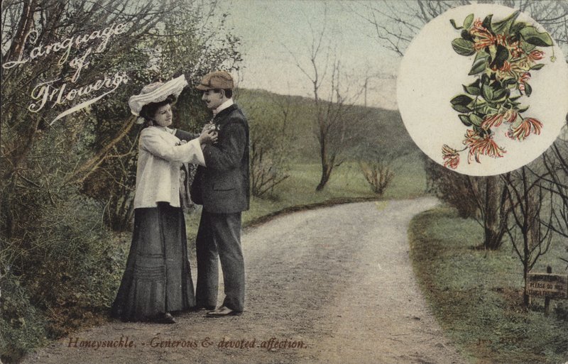 Hanımeli - Cömert ve özverili sevgi by English Photographer