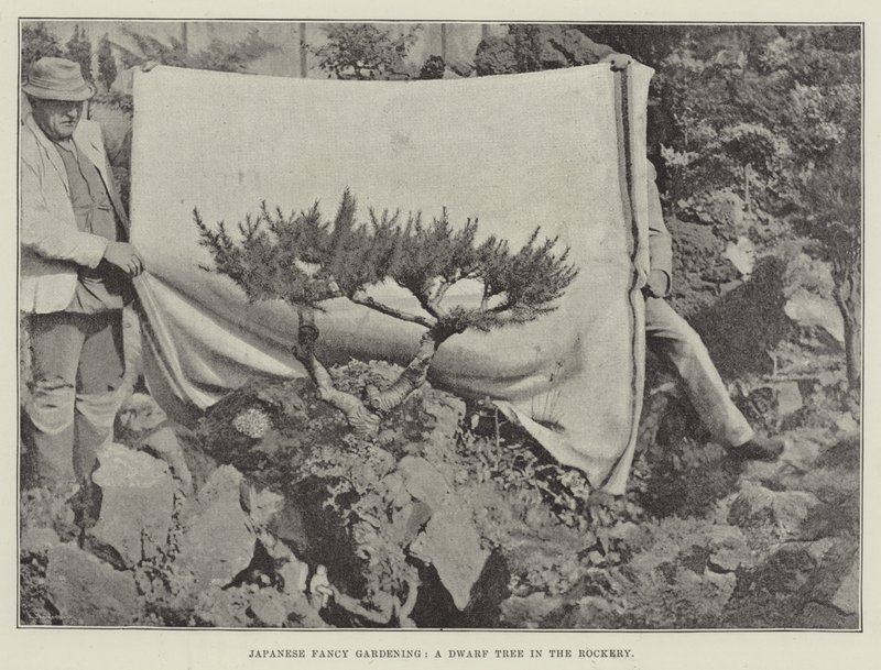 Japon Süslü Bahçeciliği, Rockery