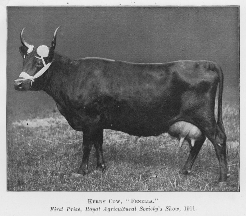 Kerry Cow, Fenella, Birincilik Ödülü, Kraliyet Tarım Derneği
