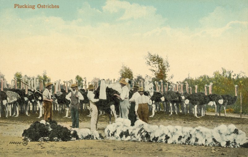 Devekuşları Yolma by English Photographer