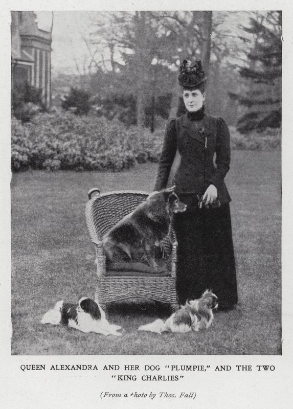 Kraliçe Alexandra, köpeği Plumpie ve iki King Charles spaniel