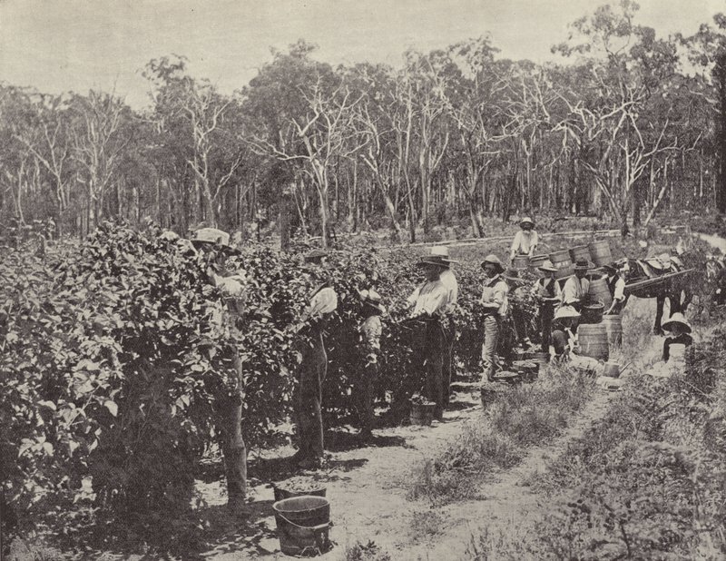 Ahududu Toplayıcıları iş başında, Wandin Yallock by English Photographer