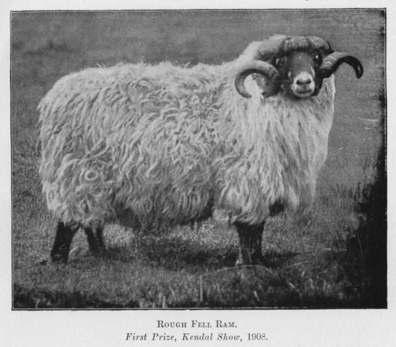 Rough Fell Ram, Birincilik Ödülü, Kendal Show by English Photographer