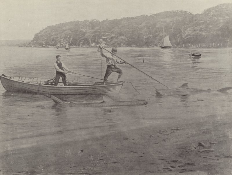 Köpekbalığı Balık Tutma, Chowder Bay by English Photographer