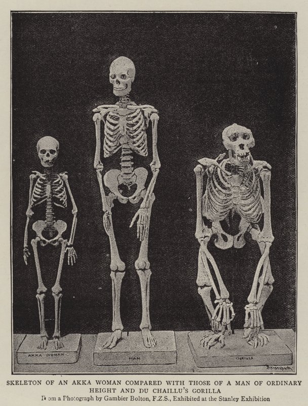 Bir Akka Kadınının İskeleti, Sıradan Boylu Bir Adamın ve Du Chaillus Gorilla