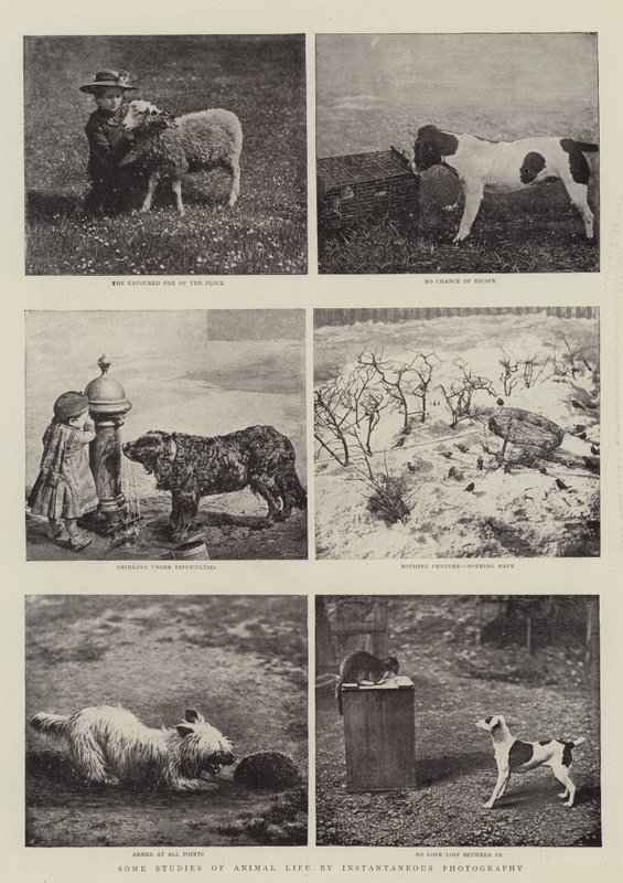 Anlık Fotoğrafla Hayvan Yaşamına İlişkin Bazı Çalışmalar by English Photographer