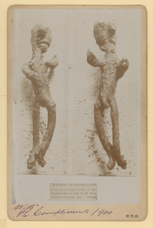 Yaban turpu örneği by English Photographer