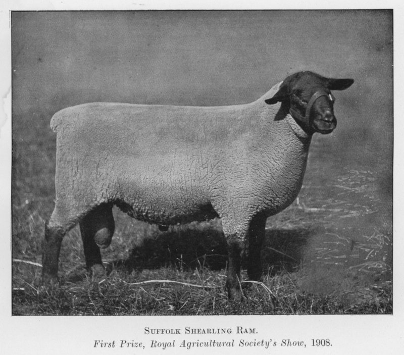 Suffolk Shearling Ram, Birincilik Ödülü, Kraliyet Tarım Derneği