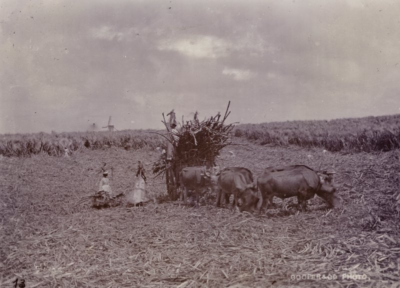 Şeker ekimi, Barbados, 1880 by English Photographer