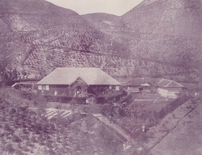 Çay Tarlası, Seylan by English Photographer