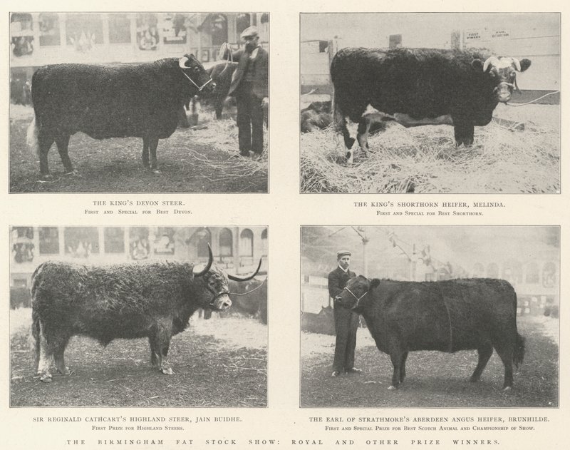 The Birmingham Fat Stock Show, Royal ve diğer Ödül Kazananlar by English Photographer