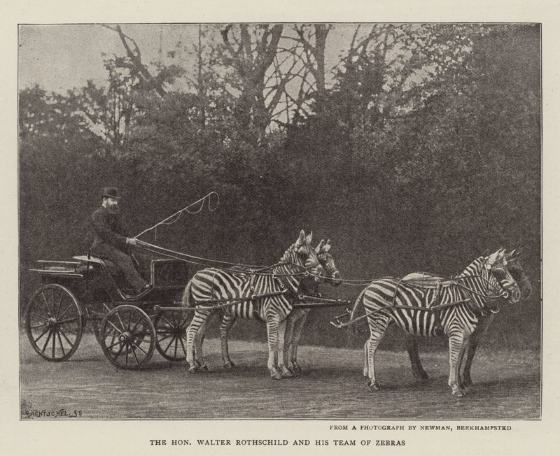 Saygıdeğer Walter Rothschild ve Zebra Ekibi by English Photographer