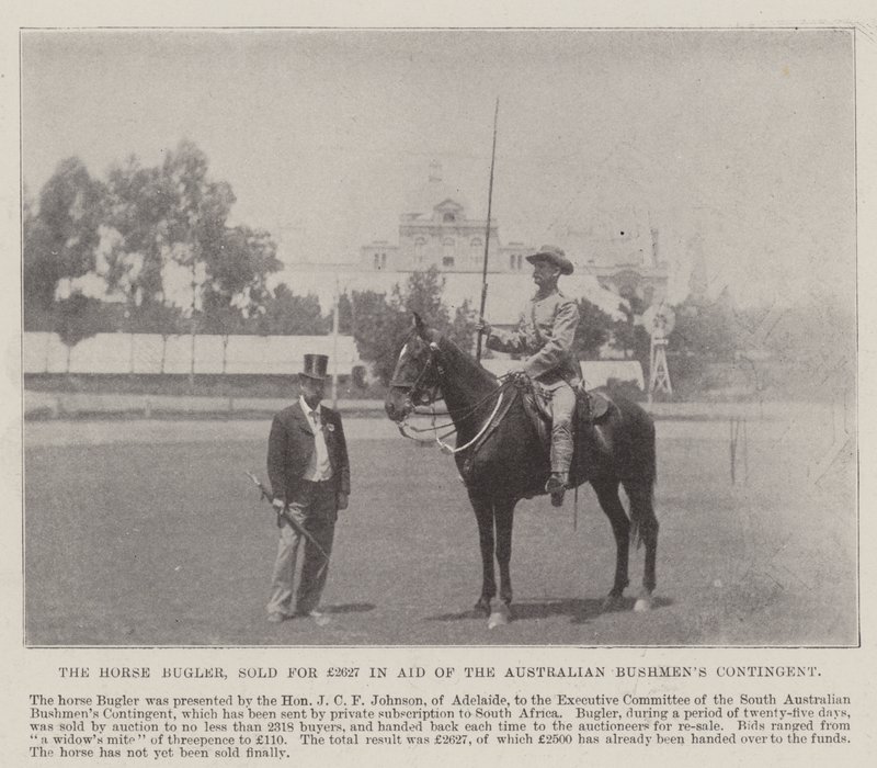 Horse Bugler, Adelaide