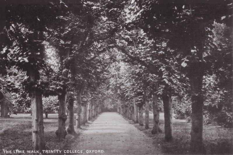 Kireç Yürüyüşü, Trinity Koleji, Oxford by English Photographer