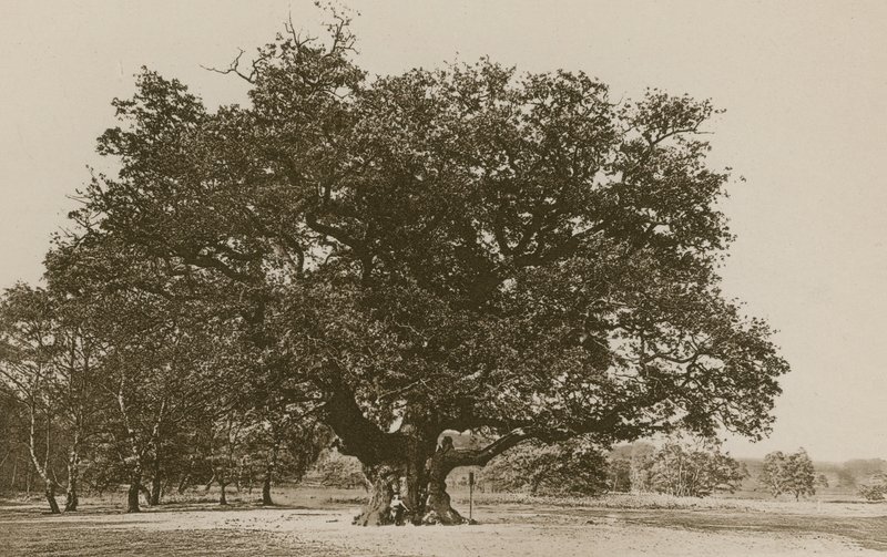 Binbaşı Meşe, Sherwood Ormanı by English Photographer