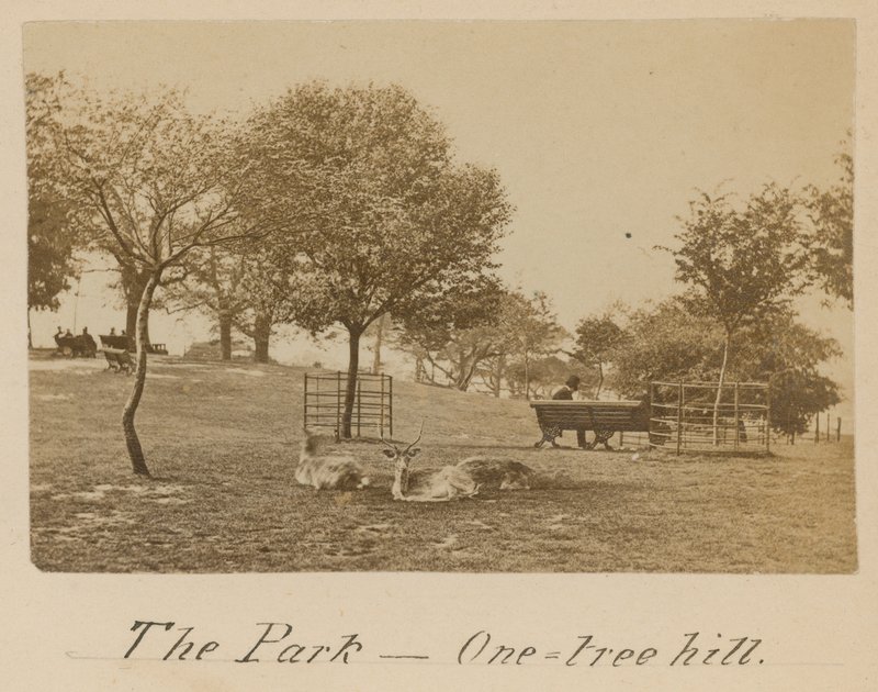 Park - One Tree Hill, Greenwich by English Photographer