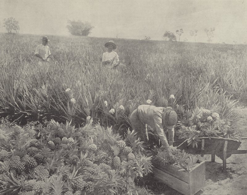 Ananas by English Photographer