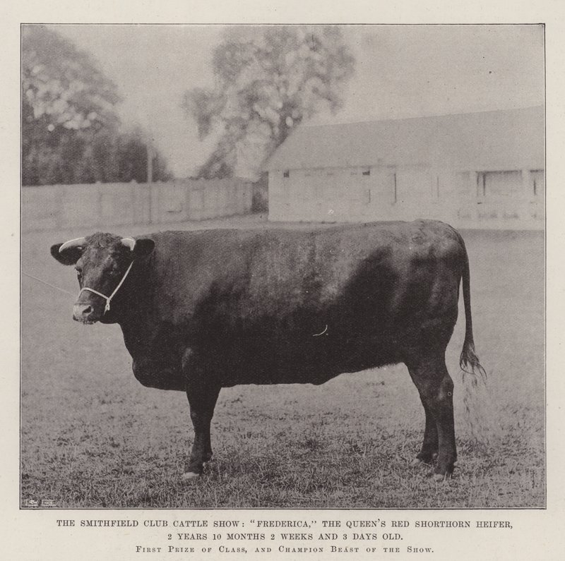 Smithfield Club Sığır Gösterisi, Frederica, Queens Red Shorthorn Düve, 2 Yıl 10 Ay 2 Hafta ve 3 Günlük by English Photographer