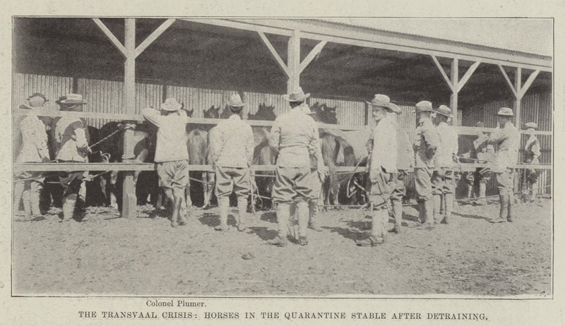 Transvaal Krizi, Antrenman Sonrası Karantina Ahırındaki Atlar by English Photographer