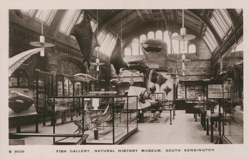 Victoria und Albert Müzesi, South Kensington, Londra, balık galerisi by English Photographer