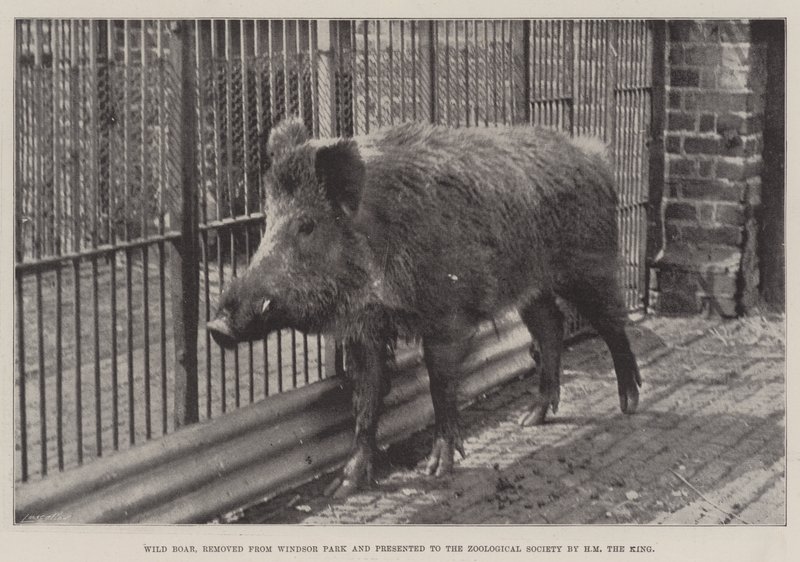 Wild Boar, Windsor Park