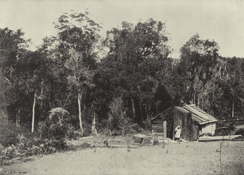 Woodcutter