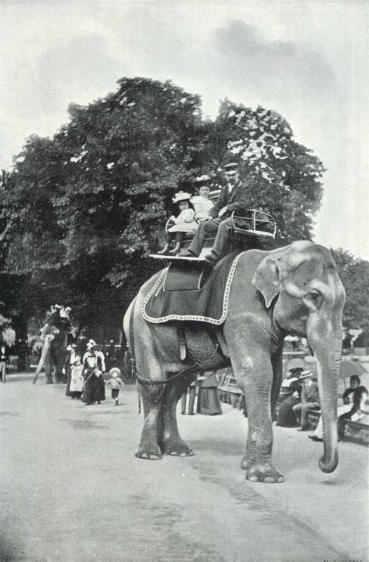 Hayvanat Bahçeleri, Fillere Binen Çocuklar (s/b fotoğraf) by English Photographer