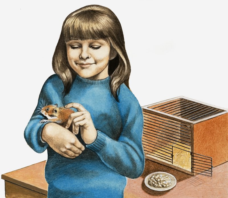 Bir Kız ve Hamsterı by English School