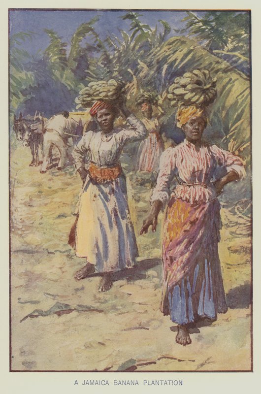Bir Jamaika muz plantasyonu (renkli lito) by English School