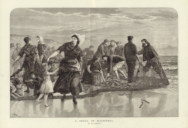 Uskumru Sürüsü, W Duncan by English School