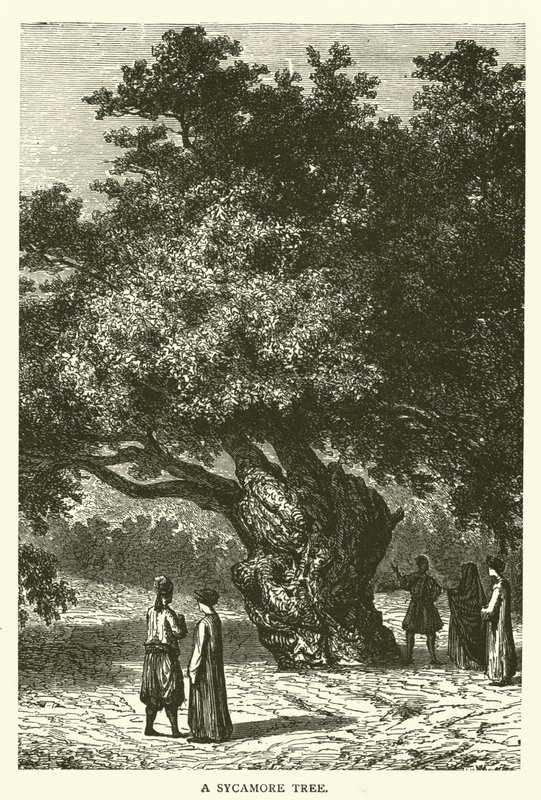 Bir Çınar Ağacı (gravür) by English School