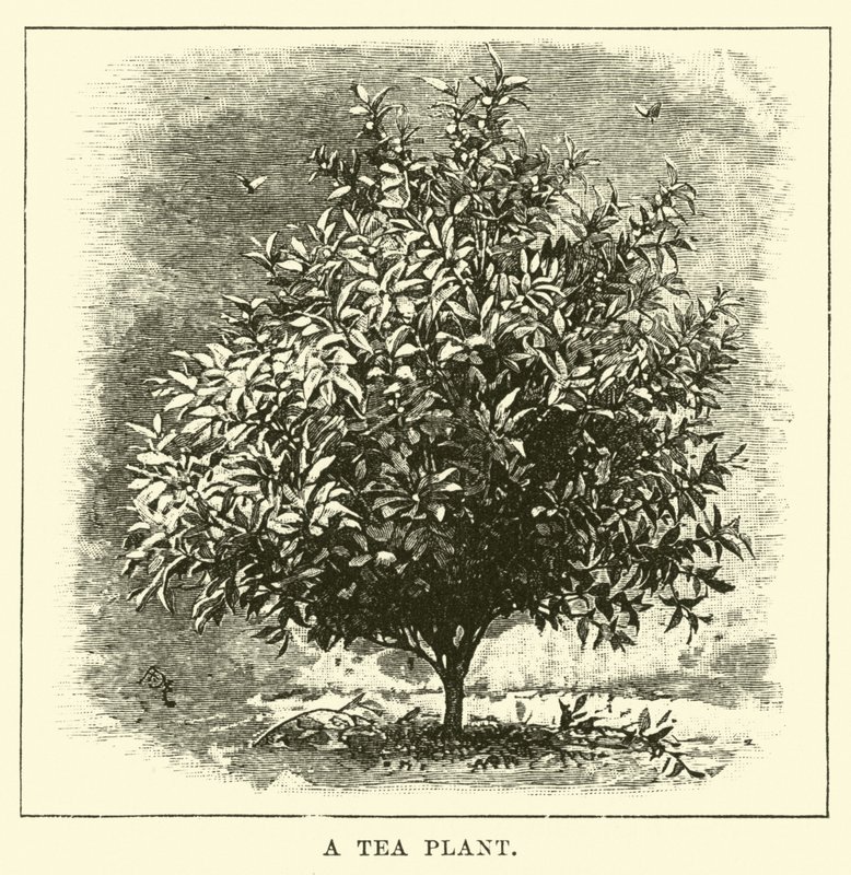 Bir Çay Bitkisi by English School