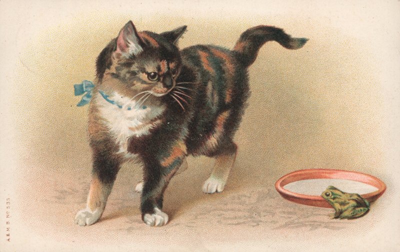 Bir kurbağa izlerken bir kedi by English School