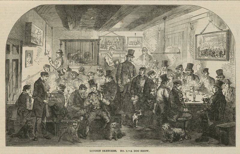 Bir köpek gösterisi by English School